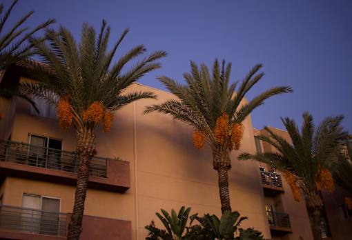 Palm trees in front of a building with orange fruits.