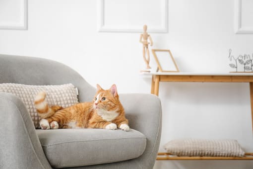 an orange cat laying on a chair in a living room