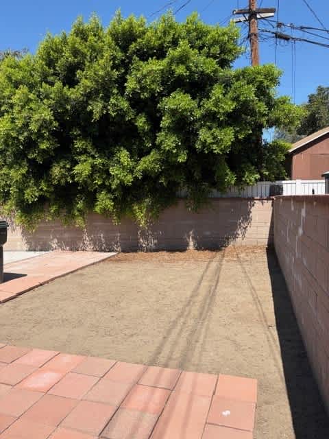 A tree is growing out of a wall.