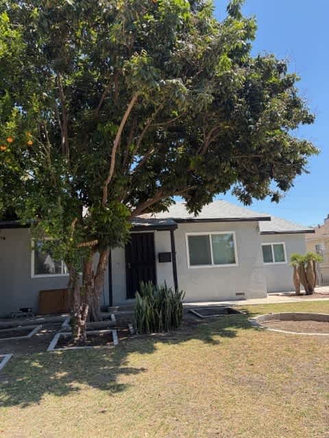 A tree with green leaves is in front of a house.