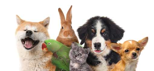 A group of various animals including a dog, a rabbit, a cat, a parrot, and a chihuahua.