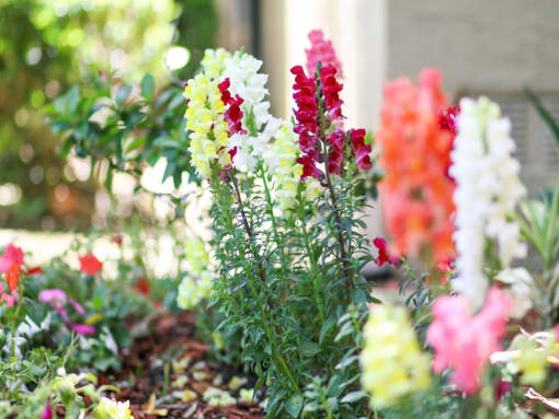 Plants In Courtyard at Creekside Villas Apartments, San Diego