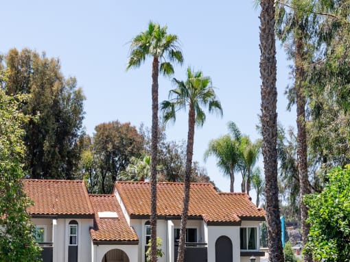 Palm Trees at Eucalyptus Grove Apartments California