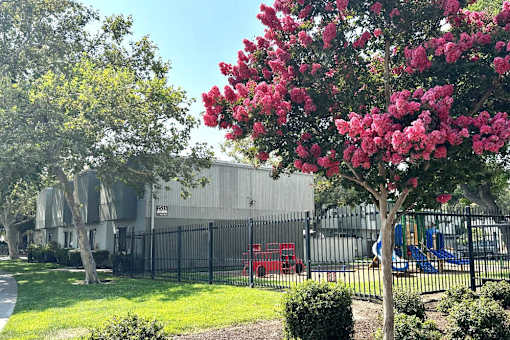 A tree with pink flowers is in the foreground of a sunny day.