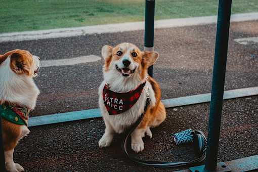 Two dogs, one wearing a bandana and the other a bandana and a red band, are sitting on a sidewalk.