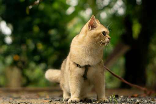 A light brown cat with a black collar is standing on a gravel surface.