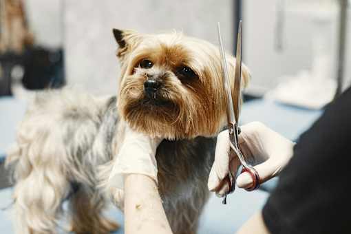 A dog is getting its nails trimmed by a person.