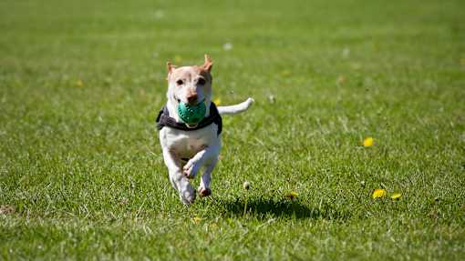 A dog is running with a green ball in its mouth.