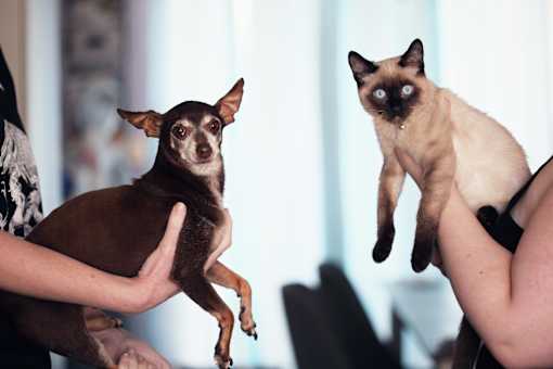 A person holding a Siamese cat and a small dog.