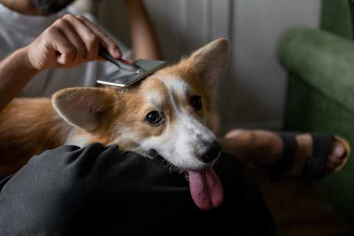 A dog is being groomed by a person using a comb.