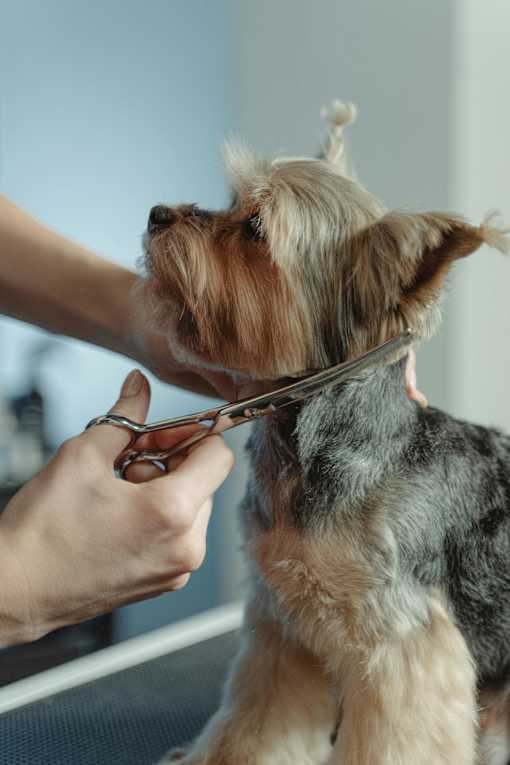 A dog being groomed by a person using scissors.