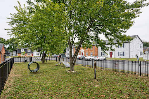 A tree in a yard with a black fence.