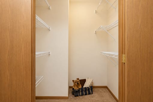A dog is sitting in a basket on a carpet in a room with white walls and a wooden door.