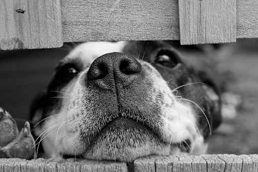 a black and white photo of a dog laying on a bench