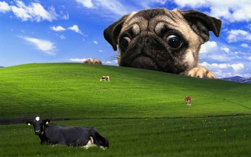 a pug dog looking at a cow in a field