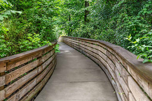 A wooden walkway leads through a lush green forest.