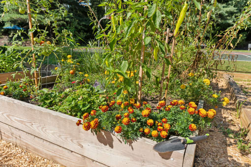a raised garden bed with orange and yellow flowers at Residences at Westborough Station, Massachusetts
