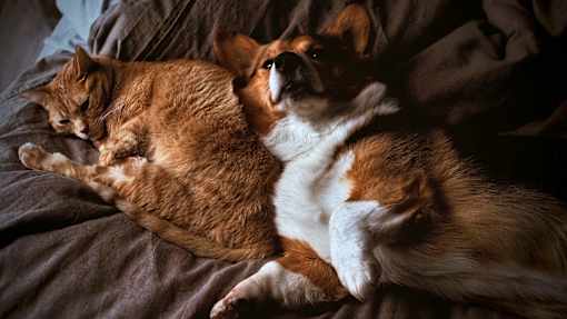 A Dog And a Cat Laying On a Bed at Podium Apartments, Calgary, AB, T2E 7J2