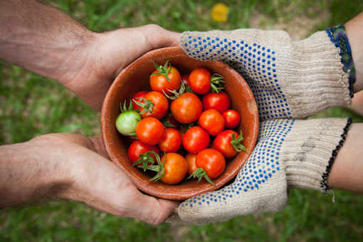 Person is holding a bowl of tomatoes at The Artisan at Rangeview, Calgary, AB