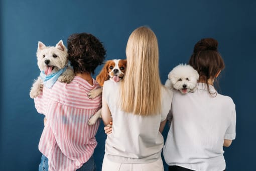 four women with dogs standing in front of a blue wallat The Falls of Portofino, Naples, 34119