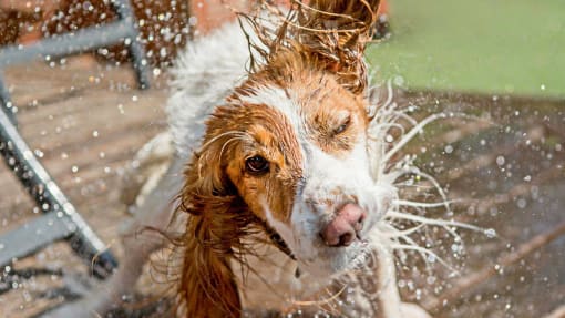 Dog at Bark Park