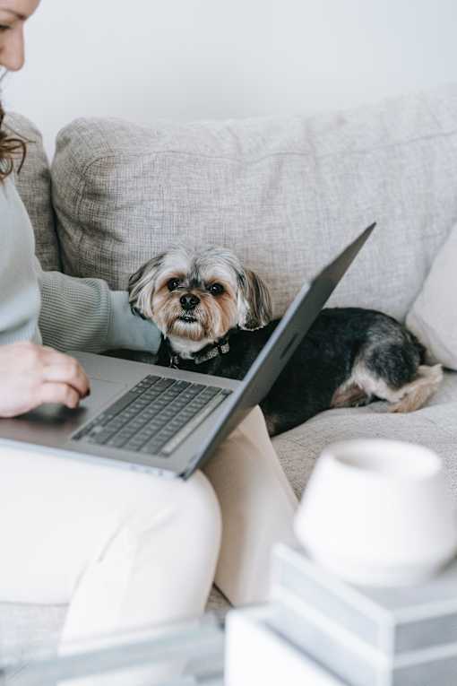 dog on couch behind laptop