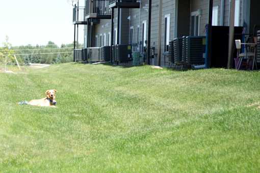 Lawn with Dog