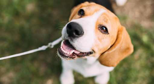 a dog on a leash