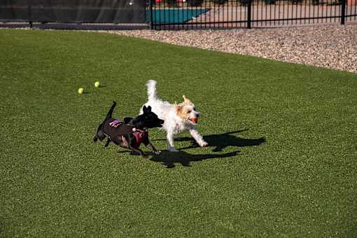 Two Dogs Running