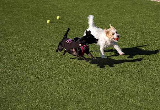 Two Dogs Running