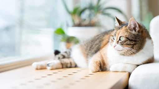 a cat laying on a table next to a window at The Bosk Apartment Homes, Woodbury, MN
