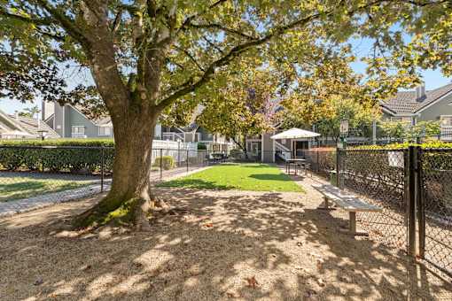 A tree in a yard with a bench and a fence.