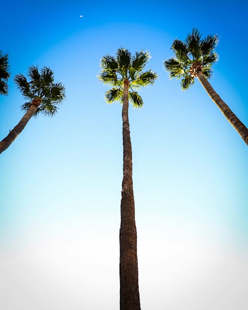 Tall palm trees at Bautista Apartments, Arizona