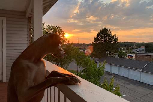 A dog is sitting on a balcony looking out at the sunset.
