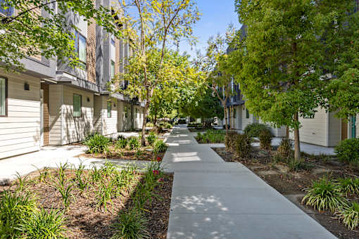 A sidewalk runs down the middle of a tree-lined street.