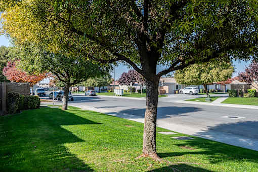 a tree on the side of a street