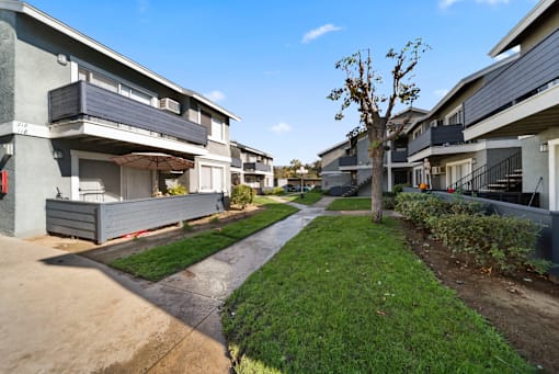 A tree stands in the middle of a grassy area between two apartment buildings.