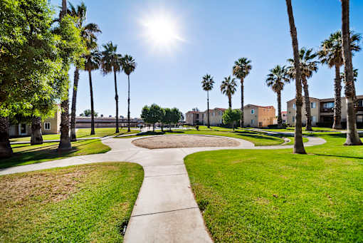 A sunny day in a park with palm trees and a walking path.