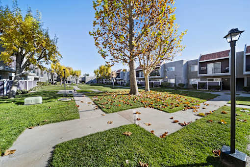 A tree with yellow leaves is in the middle of a grassy area.