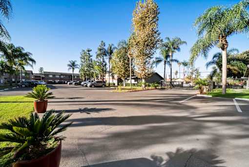 A sunny day at the parking lot with palm trees and a clear blue sky.
