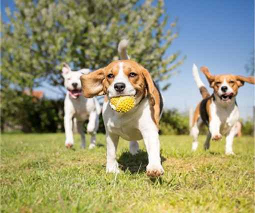 Three beagles running in a grassy field with one holding a yellow ball.
