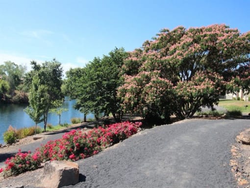 Lake View(1)