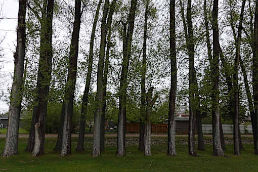 Treeline