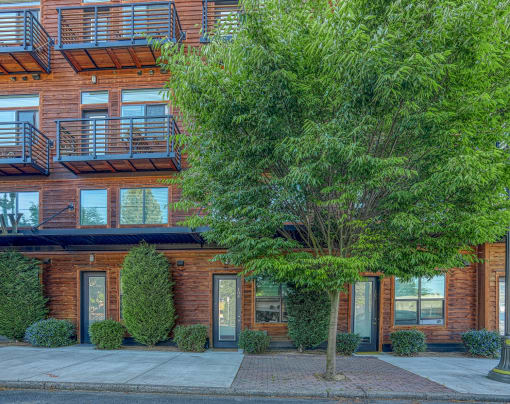 a tree in front of a brick apartment building