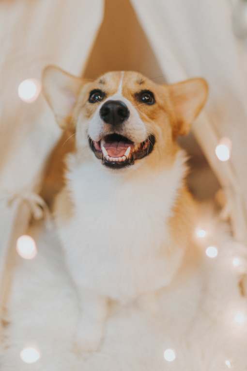 a dog sitting in a bed with white lights on it