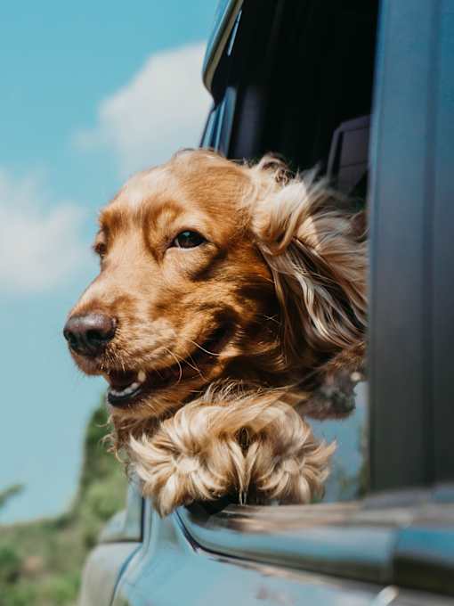 a dog sticking its head out of a car window