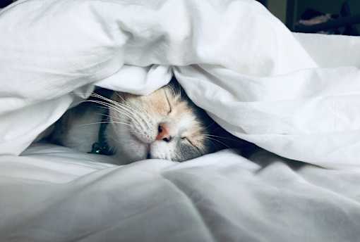 a cat sleeping under a blanket