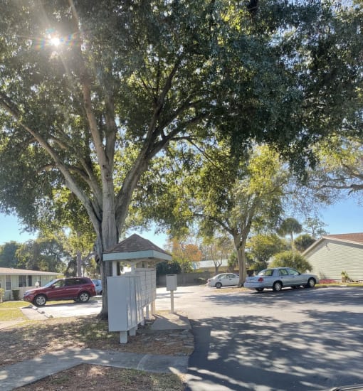 A tree in a sunny aarea