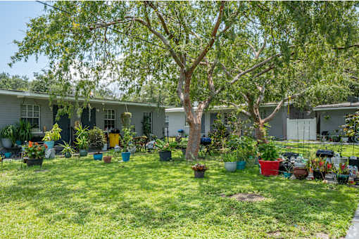 A tree in a pot is in the middle of a grassy area with a house in the background.