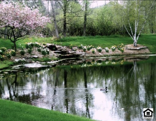 Pond in Bloom